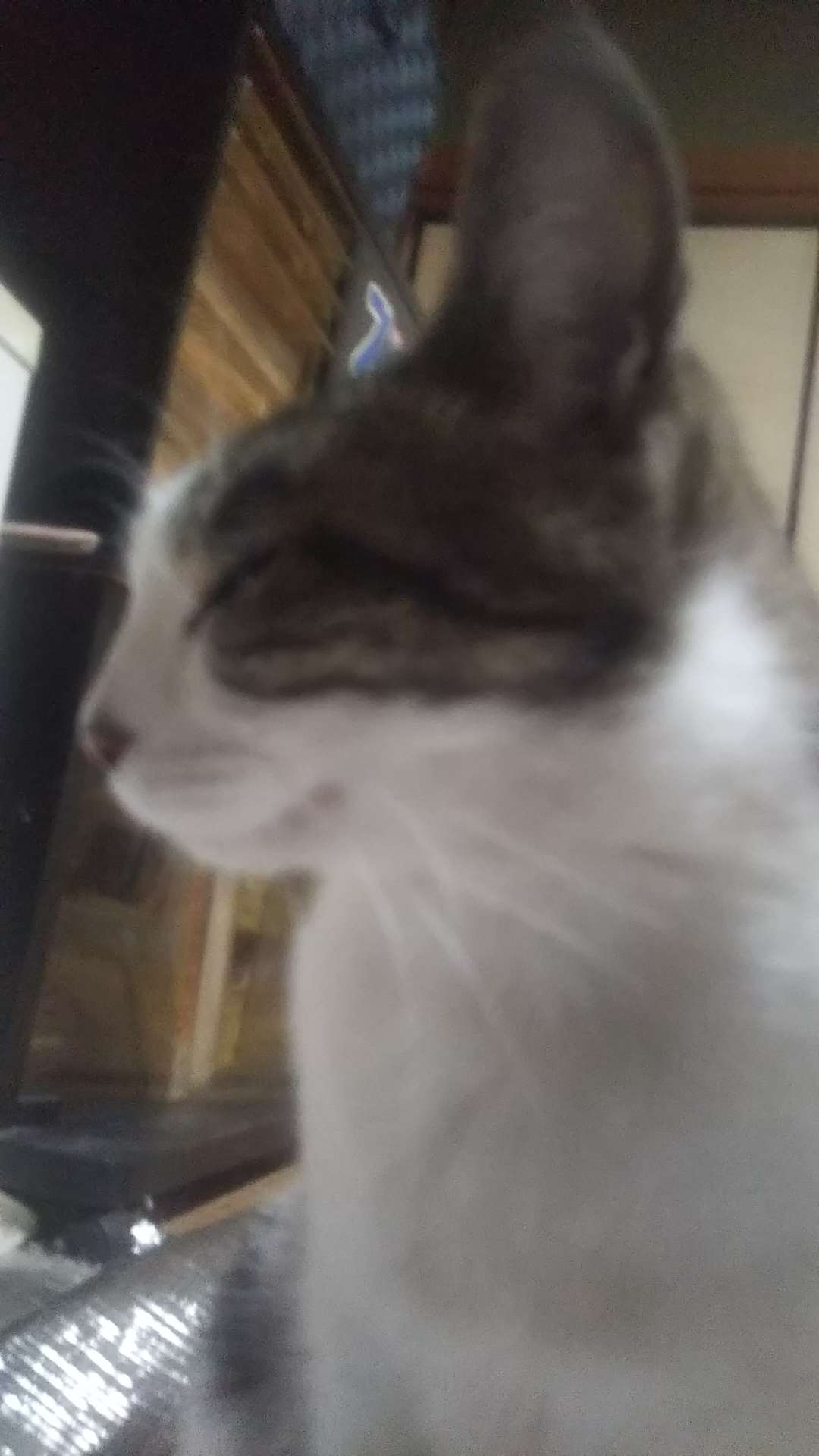 738_262979_20210418170140PM.JPG